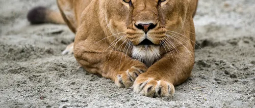 Adolescentă de 15 ani din SUA, mușcată de o leoaică de la Grădina Zoologică din Rădăuți
