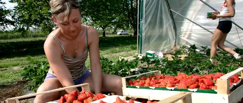 O afacere fără concurență. Cele mai bune căpșune din România cresc la 1.200 de metri altitudine