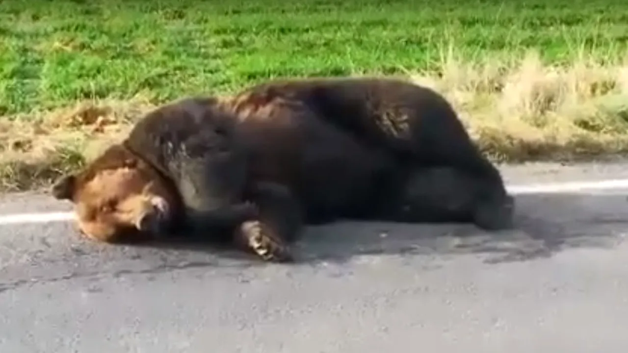 O asociație de protecție a urșilor reacționează: La Harghita nu s-a intervenit de teama unui dosar penal. S-a semnat ordinul fără să existe un raport medical concret