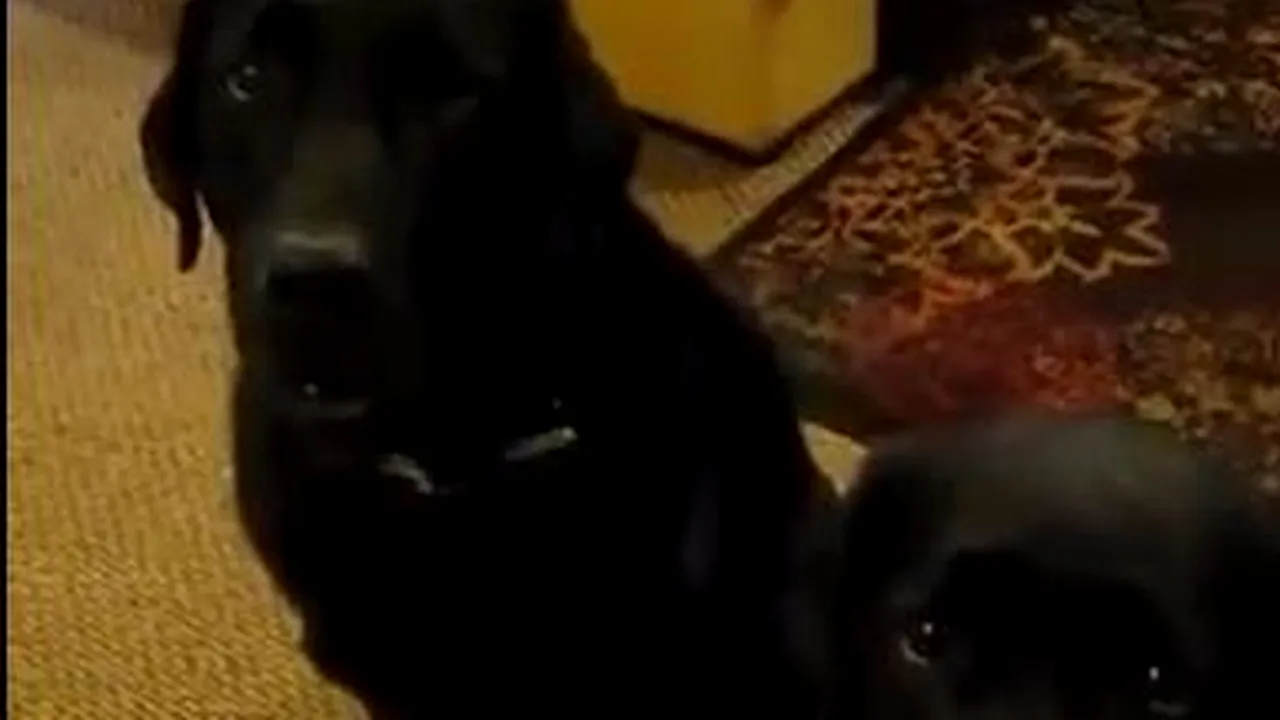 Cum și-a convins un câine stăpâna că nu el a furat mâncarea. Imagini hilare 