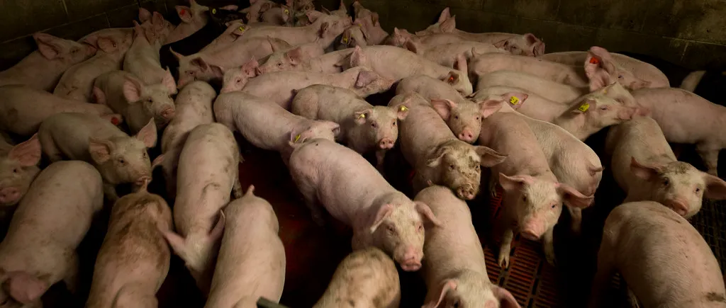 EXPLODEAZĂ prețul la carnea de porc în luna decembrie? / Românii deja își fac provizii pentru Crăciun
