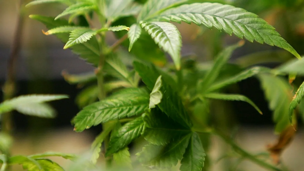 Marijuana, tratament pentru epilepsie