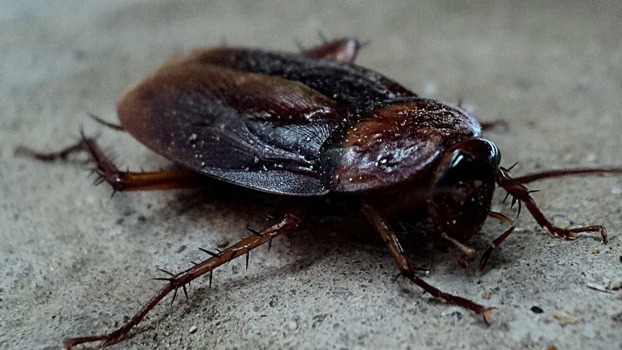 Invazie de gândaci la bordul unui avion. Pasager: „A fost dezgustător