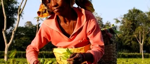 Angajații unei plantații de ceai din India și-au ucis șeful, pe fondul unor dispute legate de salarizare