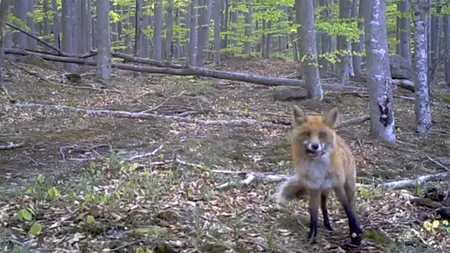 Reacția unei vulpi curioase care a descoperit o cameră de filmare în Parcul Național Semenic - VIDEO