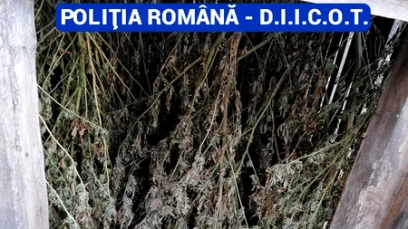 Bărbat din Dolj, reținut după ce în locuința sa a fost descoperită o cultură importantă de cannabis