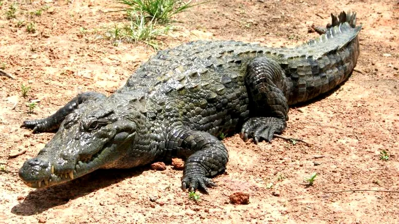 PERICOL. Poliția spaniolă caută un crocodil pe fluviul Duero. Cum ar fi ajuns reptila de Nil în zonă