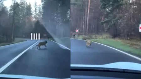 Un biciclist a trăit clipe de coșmar pe o stradă din Poiana Brașov după ce pe urmele sale se afla un LUP înfometat: „Aveţi grijă că vine!