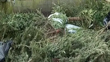 Tone de BRAZI naturali prind din nou viață, într-o altă formă, după ce au adus bucurie în perioada sărbătorilor de iarnă