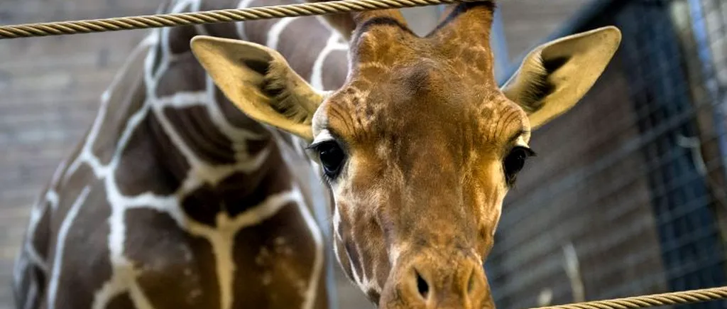 Moment emoționant la o grădină zoologică din Olanda - FOTO