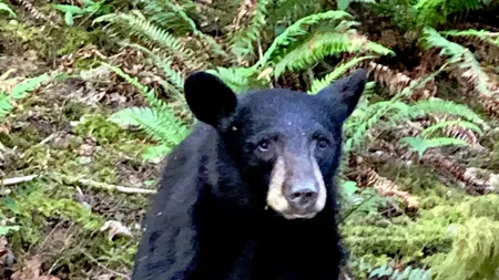 Caz revoltător: Un urs a fost ucis pentru că era prea... „prietenos