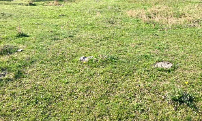 Cerc misterios în iarbă, descoperit de un ghid montan din Buzău/ Sursa foto: Facebook Ciprian-Ionuț Chiriac