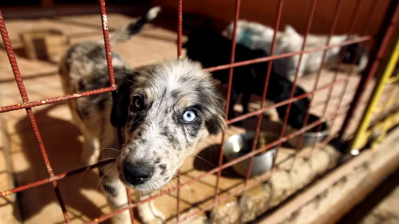 Protest la Timișoara: câți oameni au cerut oprirea eutanasierii câinilor fără stăpân
