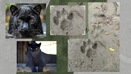 PANTERA căutată în Bulgaria ar fi ajuns în România. Poliția din Giurgiu a fost sesizată. Urme de pași făcuți de o felină mare, semnalate de un vânător
