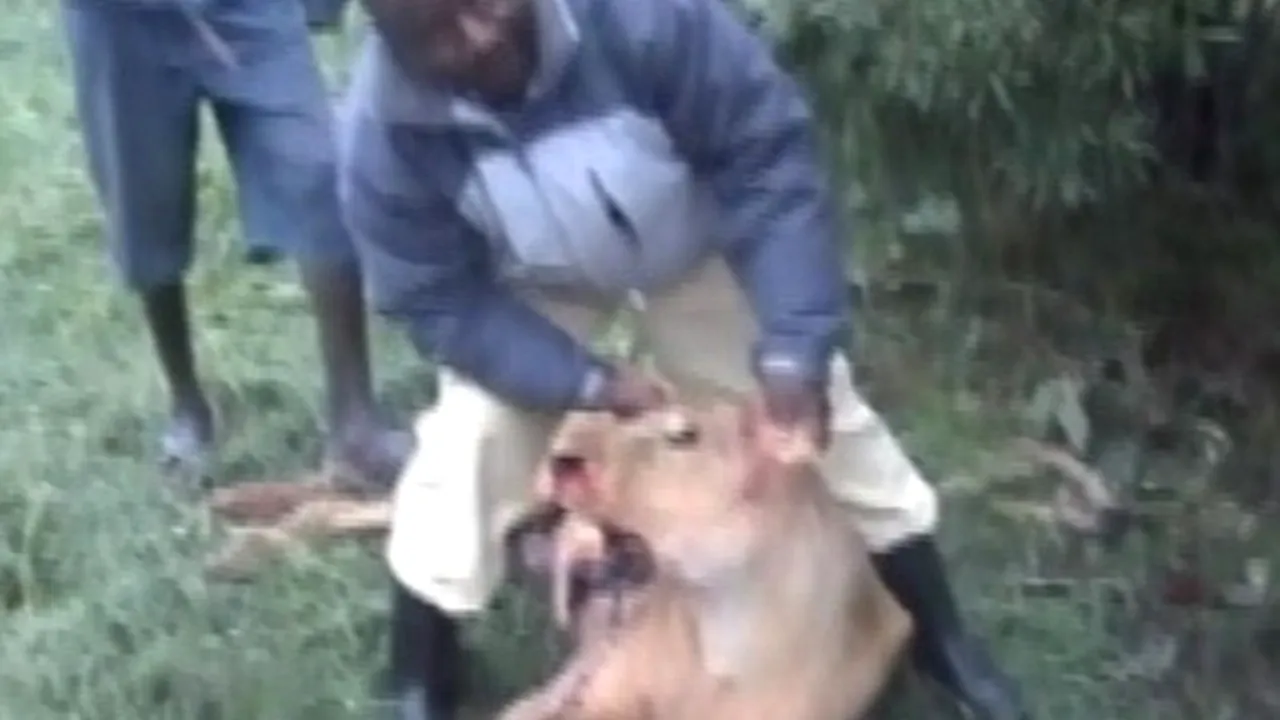 Mai mulți localnici din Kenya au ucis șase lei cu sulițele