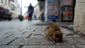 New Yorkul caută un „țar al șobolanilor”. Job-ul neobișnuit pentru care se oferă 170.000 de dolari