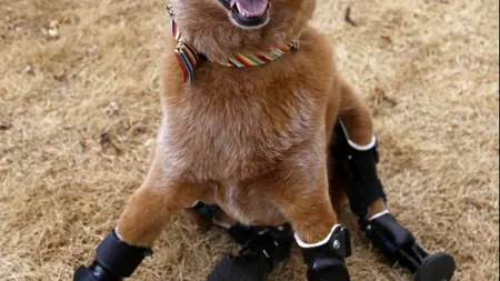 Povestea emoționantă a lui Naki, primul cățel din lume care a primit proteze bionice. VIDEO