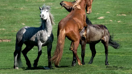 De ce vrea primarul din Anina să scoată la licitație caii sălbatici pe care îi prinde pe câmp