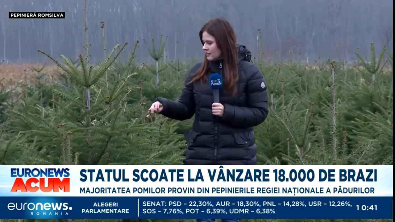 Statul scoate la vânzare peste 18.000 de brazi. Cât costă bradul de CRĂCIUN