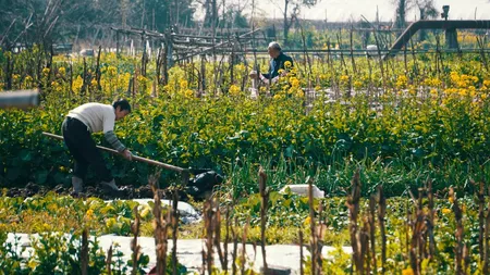 VENIT. Ce înseamnă muncitor sezonier și cum ajungi să lucrezi în afara țării