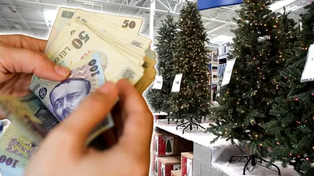 Au apărut primii brazi! Ireal câți lei costă un brad acum, cu aproape două luni înainte de Crăciun