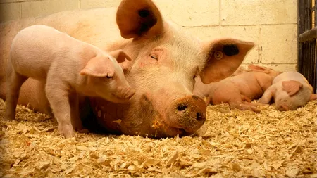 Crescătorii de porci primesc o mână de ajutor de la Guvern