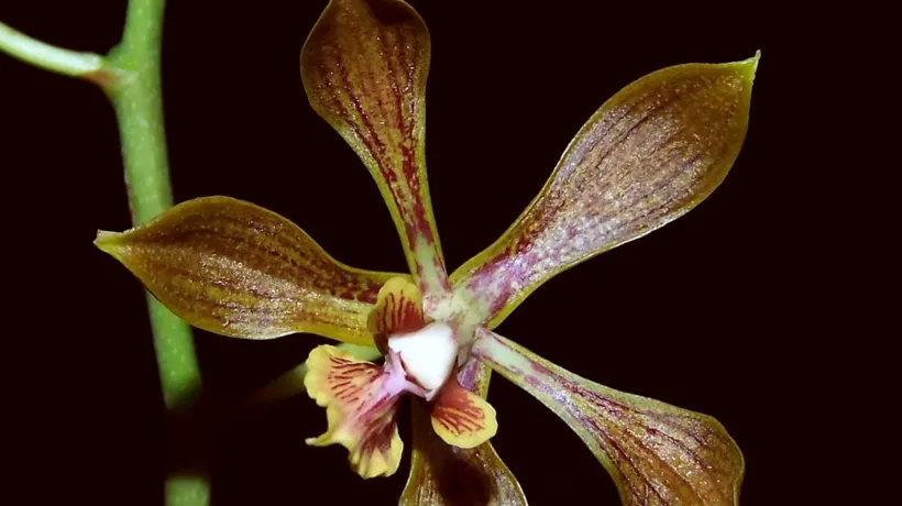 O nouă specie de orhidee, descoperită în Mexic