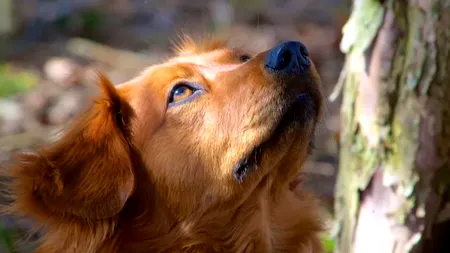 Câinii din Madrid, în pericol. Intoxicați cu alcool și droguri dintr-un motiv incredibil