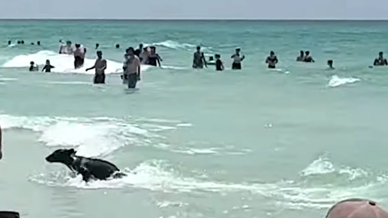 Apariție SURPRINZĂTOARE pe o plajă din Florida. Un urs a înotat în ocean printre turiști, apoi a fugit către dunele de nisip 