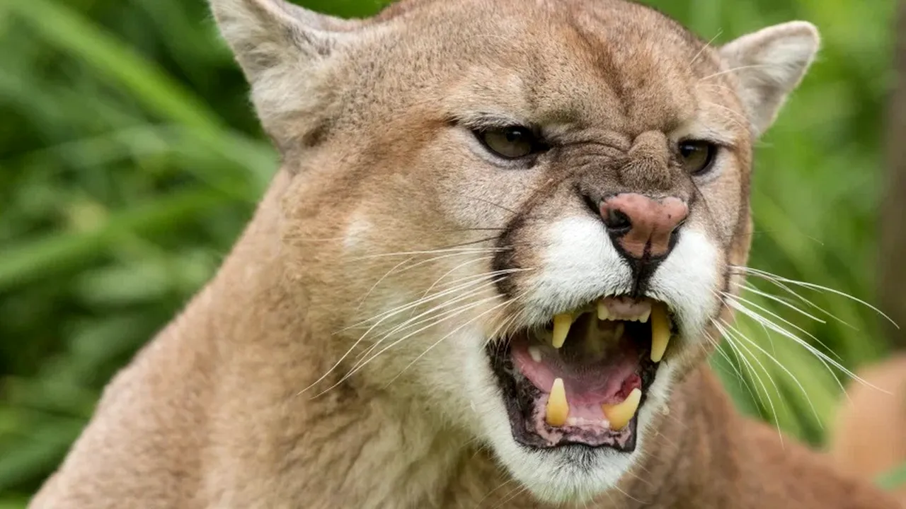 O tânără din California și-a salvat fiul de 5 ani din ghearele unei pume, luptând cu felina cu mâinile goale