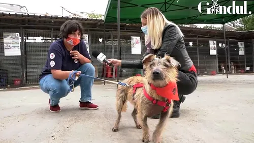 GÂNDUL LIVE. La Muzeul dedicat câinilor fără stăpân, „Mesagerii speranței” își așteaptă oamenii - VIDEO