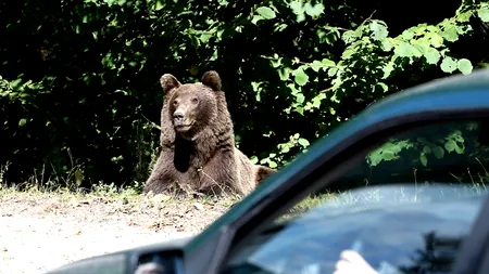 CRONOLOGIE: Urșii au mai atacat în Dâmbovița, dar în zona turistică Padina