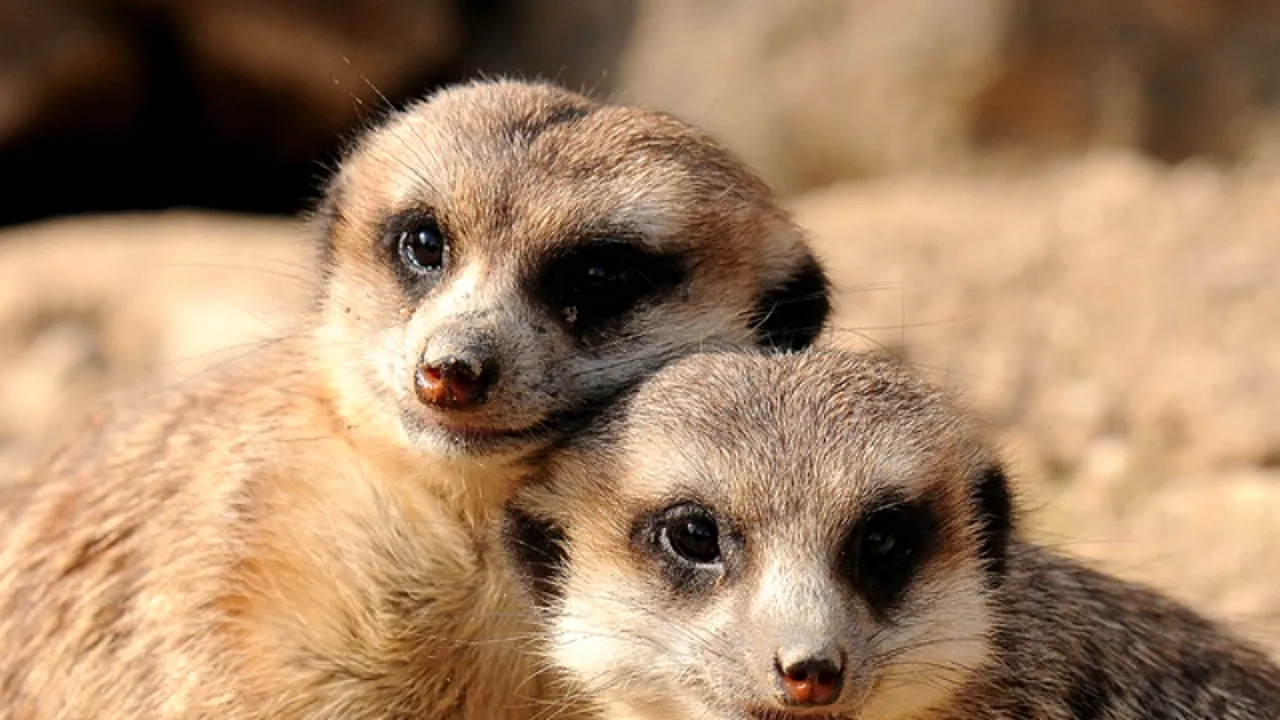 Animalele de la Grădina Zoologică din Oradea pot fi adoptate la distanță. Cine este primul 