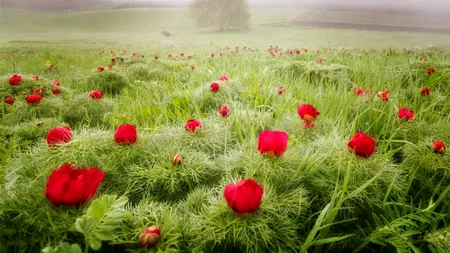 Rezervația UNICĂ în Europa care se află în România. Este situată într-un peisaj de vis, în apropiere de un castel din Transilvania