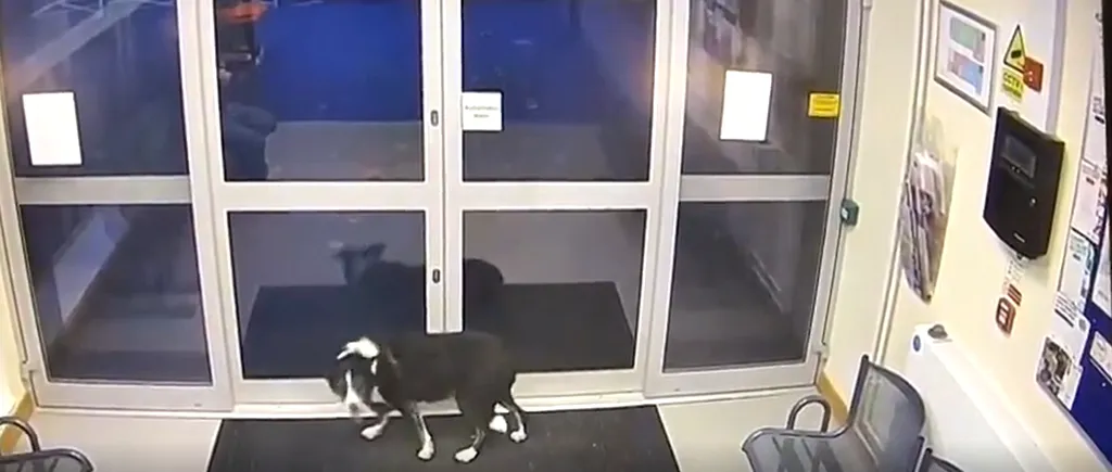 VIDEO | Un câine pierdut s-a dus singur la secția de poliție. Imagini virale