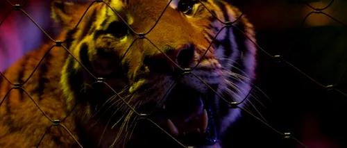 Un dresor a fost omorât de un tigru în timpul unui spectacol în Mexic