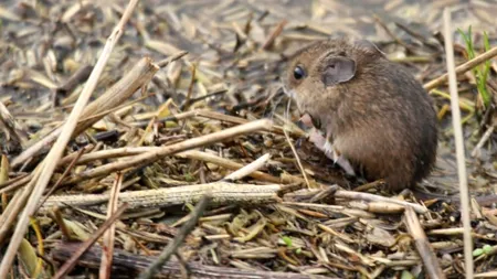 Șoarecii au mâncat 6% din producția națională de grâu. Anunțul uimitor al Federației Naționale a Producătorilor Agricoli