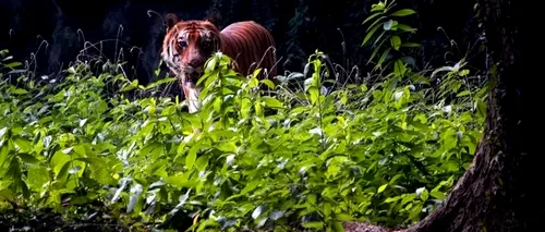Tigrul care a omorât cel puțin 9 persoane, printre care o mamă și un copil, a fost ucis