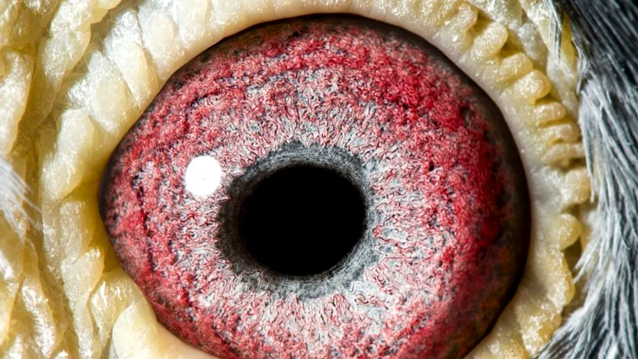 FOTO: Acesta este cel mai valoros porumbel din lume. Costă 400.000 de dolari