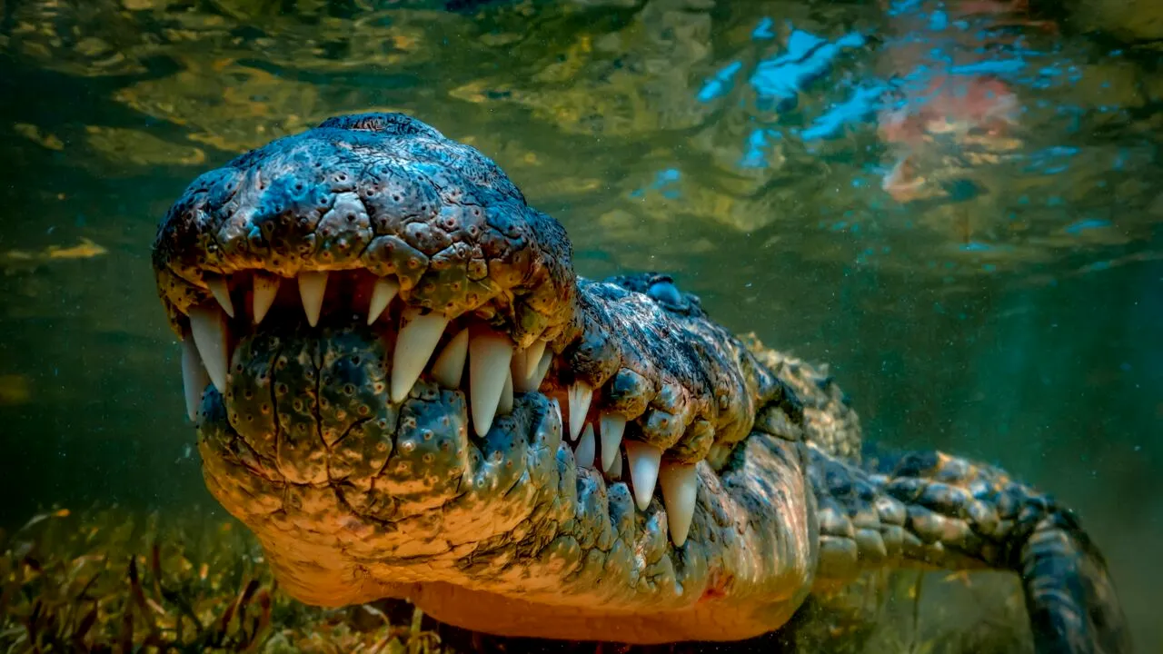 Țara care recurge la crocodili și șerpi veninoși pentru a combate migrația ilegală