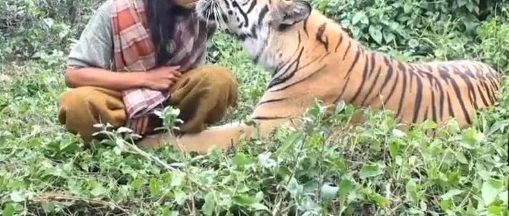 Adevăratul Shere Khan. Cum arată prietenia dintre un indonezian și un tigru bengalez