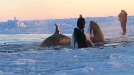 Marea evadare. Cum au reușit 11 balene blocate în apele înghețate să scape în ocean. VIDEO