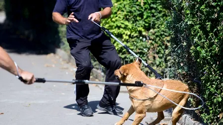 Prinderea unui câine în Capitală costă cu 43 de lei mai mult prin firme decât prin ASPA 
