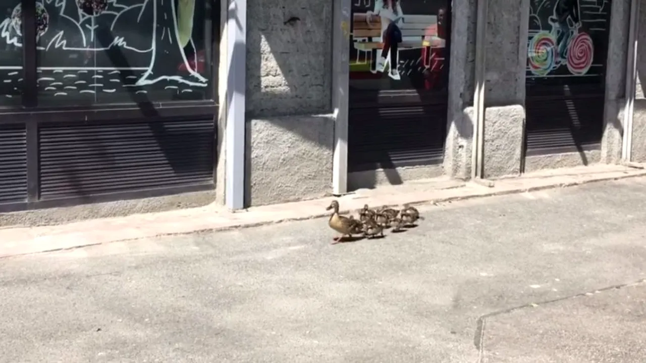 IMAGINI INEDITE în centrul Capitalei. O rață și bobocii săi, la plimbare prin oraș (VIDEO)