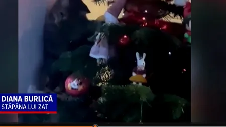 Bradul de Crăciun, atracția de sărbători a PISICILOR. Ce fac felinele când văd pomul de Crăciun