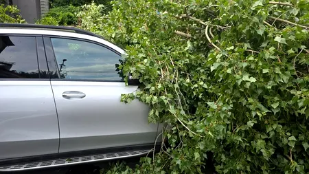 Vântul a făcut prăpăd în București: o persoană rănită, zeci de mașini distruse de copacii căzuți, cabluri rupte, construcții avariate