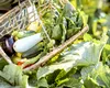 Ce legume poți să plantezi în luna IULIE. Trucurile pentru o recoltă bogată și sănătoasă