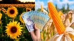 Guvernul modifică regulile privind despăgubirile pentru culturile de porumb și floarea soarelui afectate de secetă