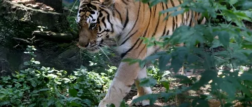 Bucureștenii vor avea Bio Parc în loc de Grădină Zoologică. Cum va arăta zoo din Pădurea Băneasa