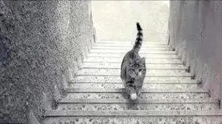 Test | Pisica de pe scări, iluzia care a înnebunit internetul. Felina urcă sau coboară treptele?